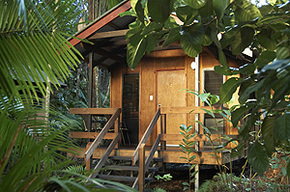 Cape Tribulation QLD Tourism Adelaide