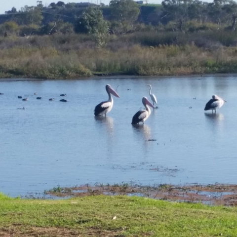 Avoca Dell Caravan Park - Tourism Adelaide 8