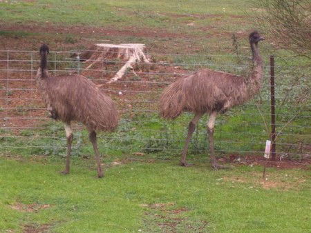 Cape Jervis Station - Tourism Adelaide 1