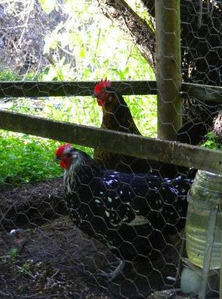 Norma's Place - Tourism Adelaide 0