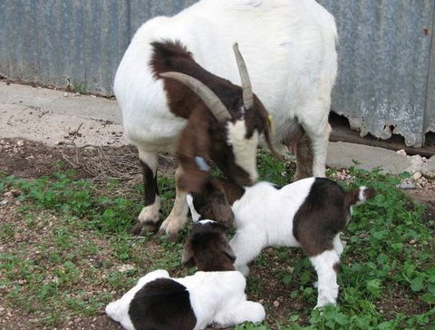 Redwing Shearer's Quarters - Tourism Adelaide 0