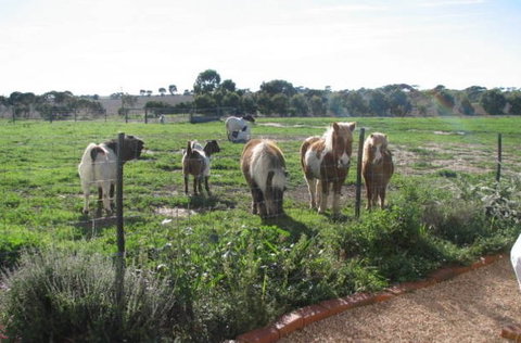 Redwing Shearer's Quarters - Tourism Adelaide 1