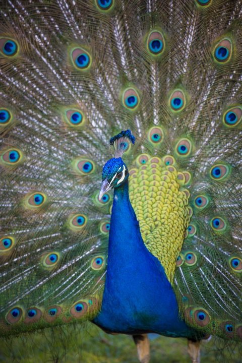 Willunga Peacock Farm Bed And Breakfast - Tourism Adelaide 0
