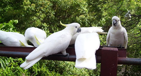 Lorikeet Lane B&B - Tourism Adelaide 0
