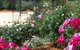 Country Comfort Mount Gambier - thumb 5