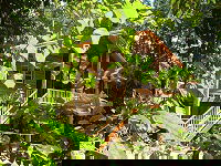 Rivers Edge Rainforest Retreat - Tourism Adelaide 0