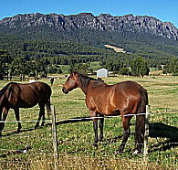 Hurlfield Farm Cottage - Tourism Adelaide