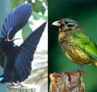 Chambers Wildlife Rainforest Lodges - Tourism Adelaide