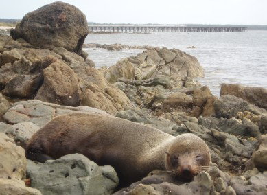 Rocky Glen Retreat By The Beach - Tourism Adelaide 2