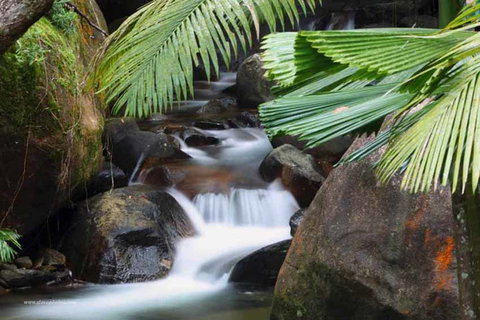 Daintree Secrets (Award Winning Retreat) - Tourism Adelaide 1