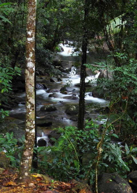 Daintree Secrets (Award Winning Retreat) - Tourism Adelaide 2