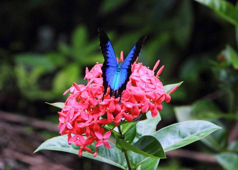 Daintree Secrets (Award Winning Retreat) - Tourism Adelaide 5
