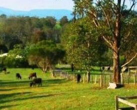 Giba Gunyah Country Cottages - Tourism Adelaide 1