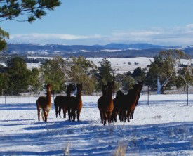 Castanian - Tourism Adelaide 1