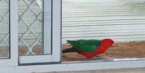 Azalea Cottage - Tourism Adelaide 5