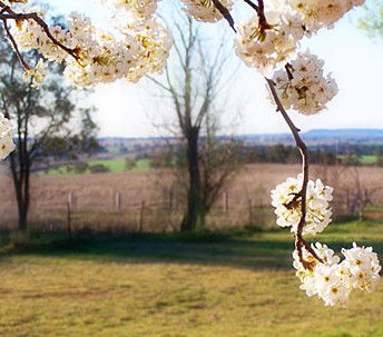Cherry Lane Cottage - Tourism Adelaide 1