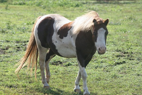 Lee Farmstay - Tourism Adelaide 4