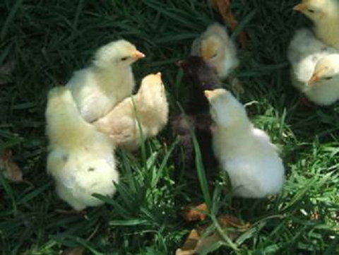 Lee Farmstay - Tourism Adelaide 8