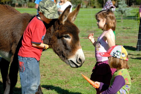 Diamond Forest Farm Stay - Tourism Adelaide 3