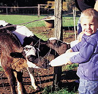 Pemberton Farm Chalets - Tourism Adelaide
