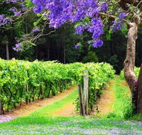 Bago Vineyards - Tourism Adelaide