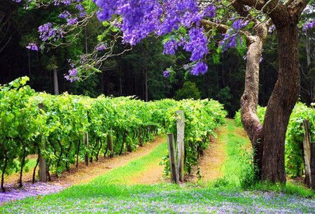 Bago Vineyards - Tourism Adelaide 0