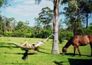 Neds Bed Horse O Tel - Tourism Adelaide 0