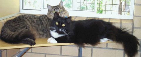 Beenleigh Pet Motel - Tourism Adelaide 2