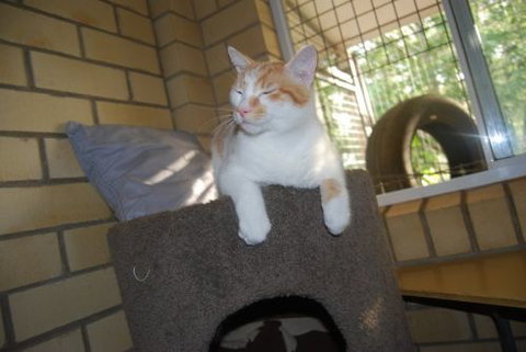 Beenleigh Pet Motel - Tourism Adelaide 3