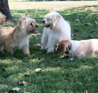 Durack Pet Motel - Tourism Adelaide