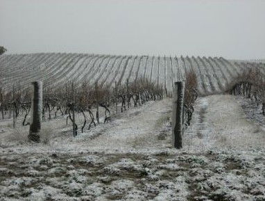 Turners Vineyard - Tourism Adelaide 3