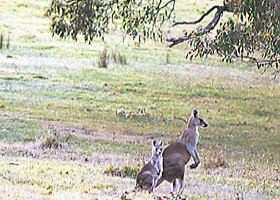 Kangaroo Ridge Retreat - Tourism Adelaide 0
