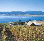 Marions Vineyard  - Tourism Adelaide