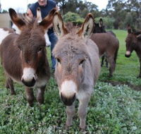 Donkey Tales Farm Cottages - Tourism Adelaide