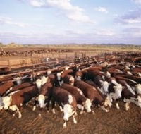 Bond Springs Outback Retreat - Tourism Adelaide