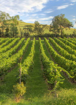 Balgownie Estate Vineyard & Spa - Tourism Adelaide 4