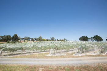 De'Vine Escape - Tourism Adelaide 12