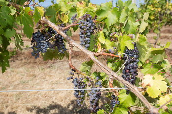 De'Vine Escape - Tourism Adelaide 13