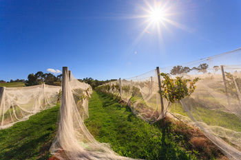 De'Vine Escape - Tourism Adelaide 14