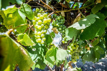 De'Vine Escape - Tourism Adelaide 20