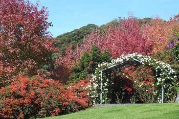 Terrigal Hinterland Bed And Breakfast - Tourism Adelaide 11