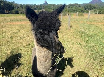 Blackwattle Farm B&B And Farm Stay - Tourism Adelaide 4