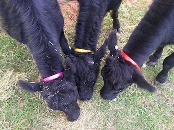 Blackwattle Farm B&B And Farm Stay - Tourism Adelaide 6