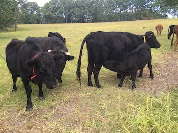 Blackwattle Farm B&B And Farm Stay - Tourism Adelaide 8