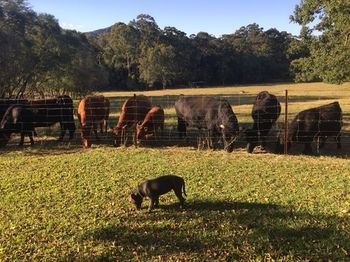 Blackwattle Farm B&B And Farm Stay - Tourism Adelaide 13