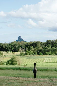 Blackwattle Farm B&B And Farm Stay - Tourism Adelaide 38