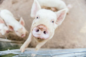 Blackwattle Farm B&B And Farm Stay - Tourism Adelaide 41