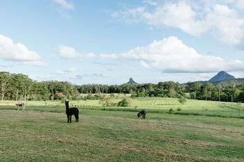 Blackwattle Farm B&B And Farm Stay - Tourism Adelaide 43