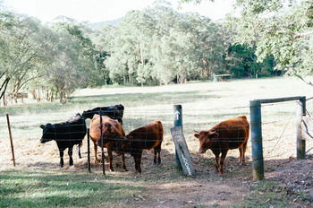 Blackwattle Farm B&B And Farm Stay - Tourism Adelaide 44