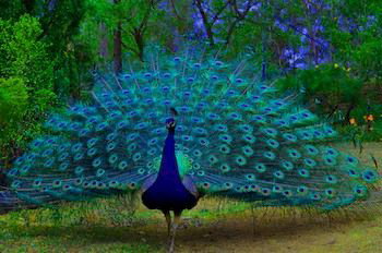 Ferndale - Tourism Adelaide 7